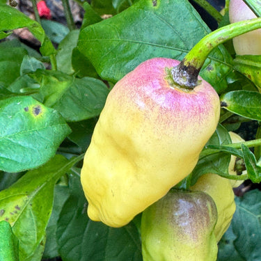Bingo White - Seeds - The Pepper Pantry (Formerly Marie Sharp's)
